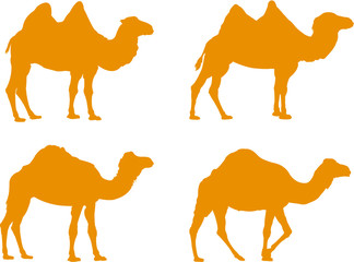 camels vector illustration