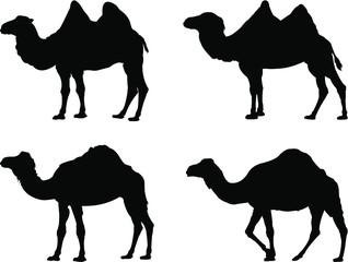 camels silhouettes vector