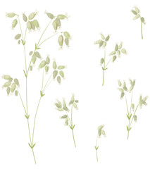 Fototapeta na wymiar Field plants and flowers. delicate pastel colors and shades. plant frame