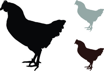 vector illustration of a chicken
