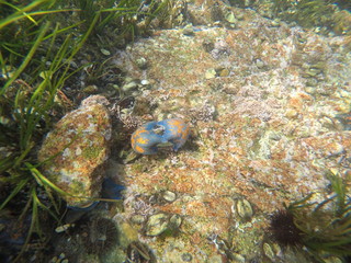 Two sea stars eating a shell