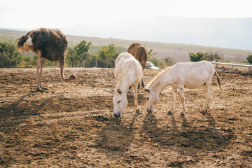 Fototapeta premium Albino donkeys on an ecological farm. Donkeys eat food. Ranch with animals