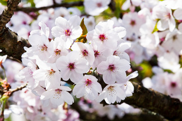 Fototapeta na wymiar cherry blossoms blooming in Alishan of Chiayi. Alishan Forest Recreation Area in Chiayi, Taiwan.