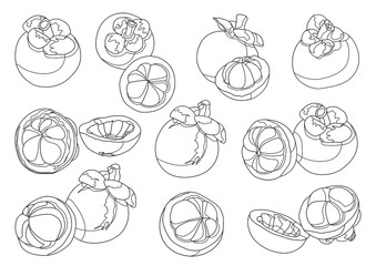 Line mangosteen fruit on white background  illustration vector