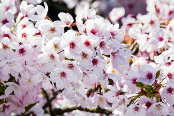 Beautiful cherry blossoms are blooming in Alishan Forest Recreation Area in Chiayi, Taiwan.