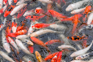 Obraz na płótnie Canvas japanese koi fish in pond
