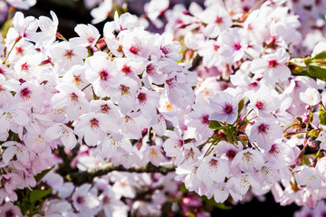 Close-up Cherry blossoms with the Blurred background