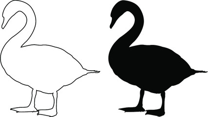 two swans on the water