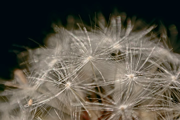 Detail of a dandelion seed head macro - Taraxacum.
