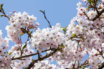 Close-up Cherry blossoms with the Blurred background