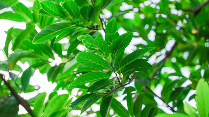 Fototapeta na wymiar Green and fresh leaves of Custard apple tree also known as sugar apple