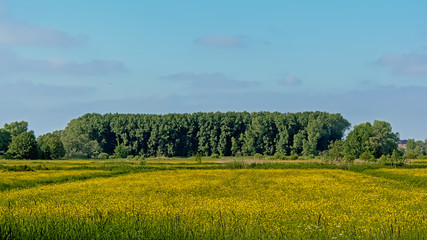 Fototapeta premium Download preview Spring field with many yellow buttercup flowers and trees in `Bourgoyen` nature reserve in Ghent, Flanders, Belgium 