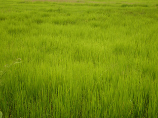 rice field in Asian farm outdoor garden