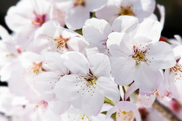 cherry blossoms blooming in Alishan of Chiayi. Alishan Forest Recreation Area in Chiayi, Taiwan.