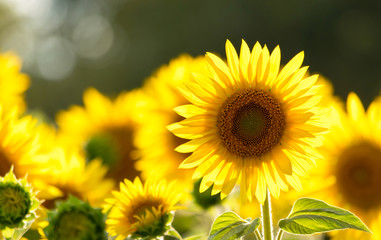 A field of sunflowers outside the city in the sun. Fortuna gold background.