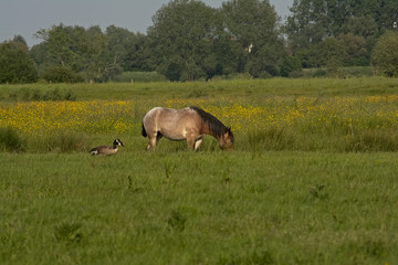Belgian draft horseand coulpe of canada geese in a meadow with yellow flowers and trees in Bourgoyen nature reserve, Ghent, Belgium, selective focus, side view 