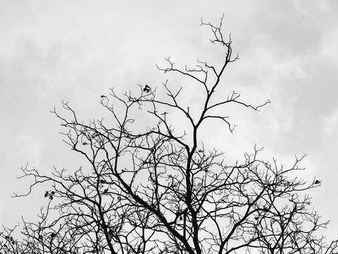 silhouette of branch tree with bloud sky background, black and white style