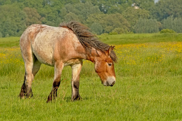 Brown Belgian draft horse grazing in a meadow.