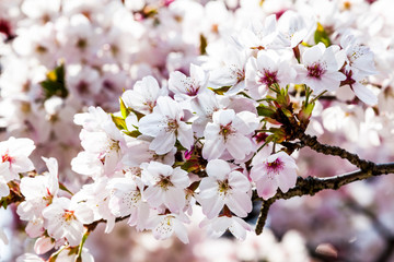 Close-up Cherry blossoms with the Blurred background