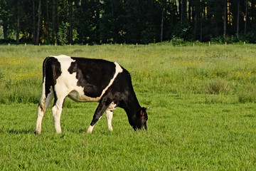 Naklejka na ściany i meble Black and white white cow grazing in a meadow in nature.