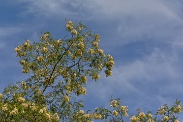 Flowering Elder bush against a blue sky with soft clouds, low angle view - Sambucus nigra 