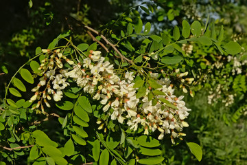 Sunny white flowers and green leafs of a black locust tree  - robinia pseudoacacia 