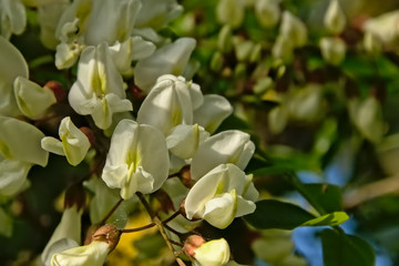 Sunny white flowers a of a black locust tree , closeup - robinia pseudoacacia 