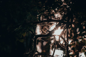 The sun hitting tree branches