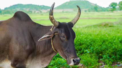 Portrait of a Brown bull horns in a village