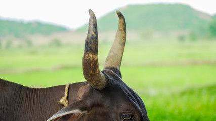 Close-up of Indian Bull horn and nature background