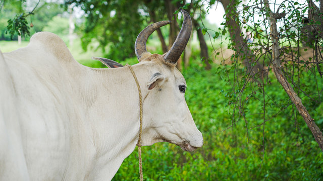 Portrait of a White bull horns in a village