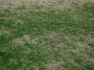 green grass and dry grass field