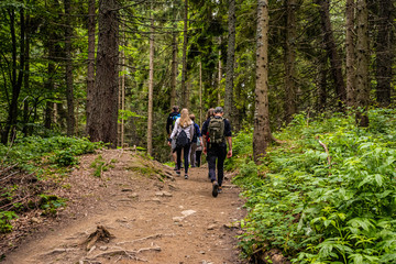 Obraz premium Walking in the woods