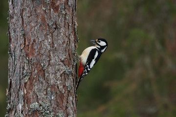 A curious and colorful Great spotted woodpecker, Dendrocopos major on an old tree in Estonian coniferous boreal forest, Northern Europe. 