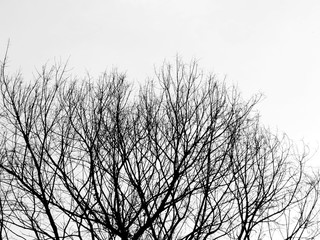 dry tree silhouette on white background