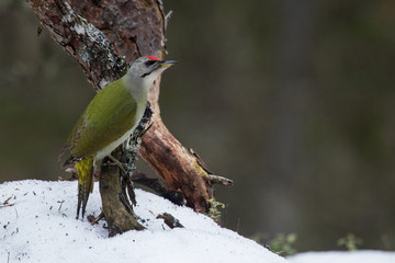 Curious and colorful Grey-headed woodpecker, Picus canus on a tree in a boreal forest of Estonia,...