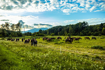 Horses grazing on a meadow in the mountains. Beautiful herd of horses on a mountain landscape. Bieszczady Poland.