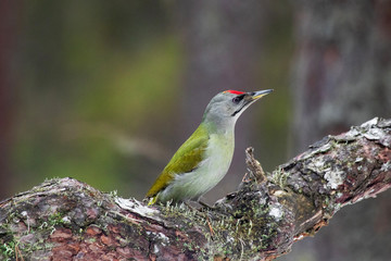 Curious and colorful Grey-headed woodpecker, Picus canus on a tree in a boreal forest of Estonia, Northern Europe. 