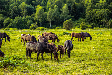 Horses in the field. Herd of horses.