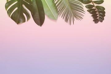 Tropical leaves on a pink background in pastel colors.