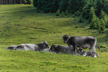 K&uuml;he auf der Alm im Stubaital