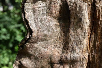 Surface of the tree without bark