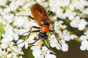 Insect by name in latin Oenas crassicornis. Oenas crassicornis beetle in natural habitat