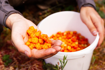 Picking fresh and ripe Cloudberries, Rubus chamaemorus as a Northern delicacy in Estonian bog. 