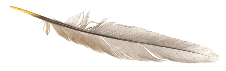 Natural bird feathers isolated on a white background. pigeon, goose and chicken feathers