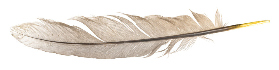 Fototapeta na wymiar Natural bird feathers isolated on a white background. pigeon, goose and chicken feathers