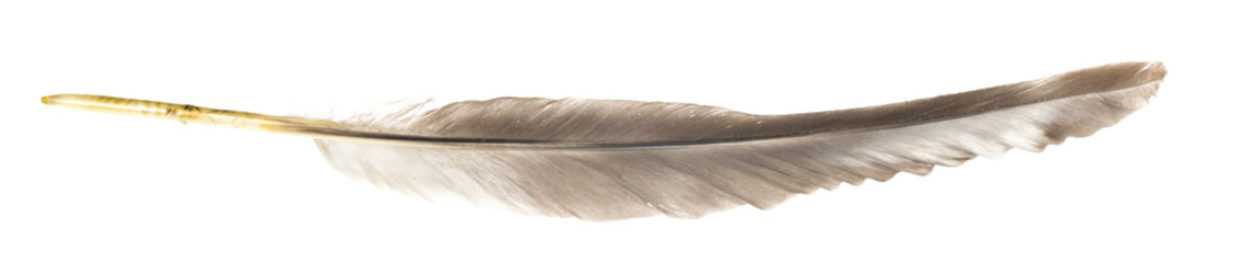 Fototapeta na wymiar Natural bird feathers isolated on a white background. pigeon, goose and chicken feathers