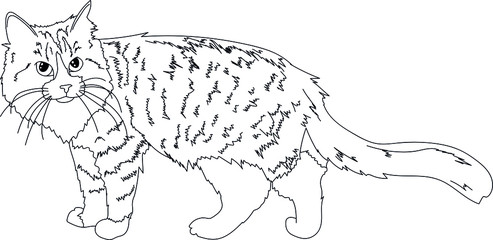 home cat sketch drawing line contours realism isolated on white