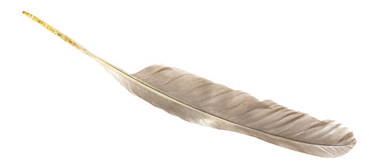 Natural bird feathers isolated on a white background. pigeon, goose and chicken feathers