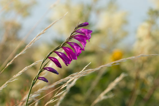 Gladiolus species, Gladiolus imbricatus flowering on a coastal meadow of Estonia, Northern Europe. 